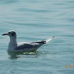 семейный отдых у моря в черноморке *