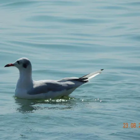 семейный отдых у моря в черноморке *