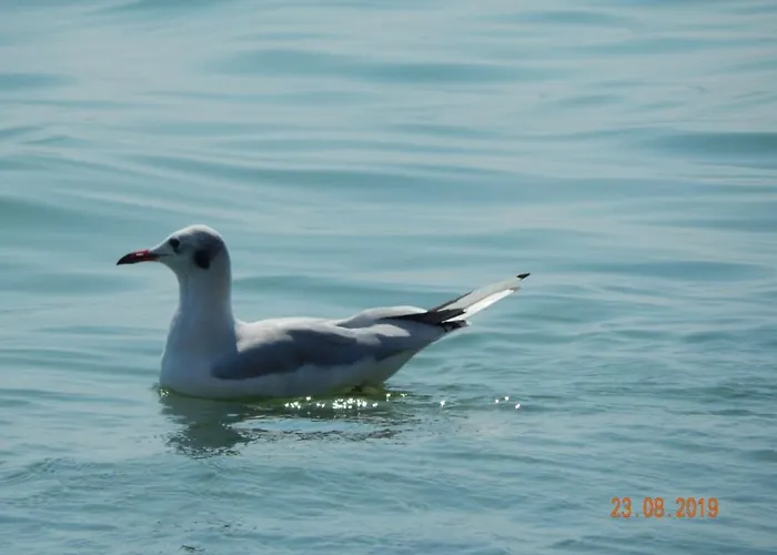 семейный отдых у моря в черноморке *